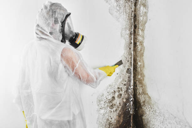 Best Toxic Mold Removal  in East Grand Rapids, MI