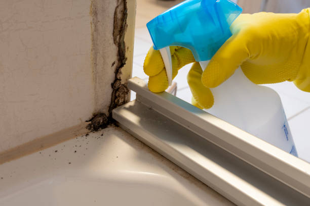 Best Black Mold Removal  in East Grand Rapids, MI