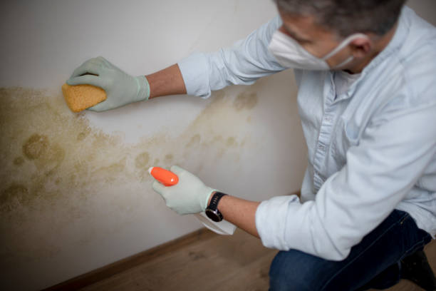 Best Certified Mold Removal  in East Grand Rapids, MI