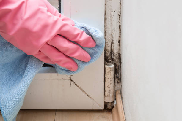 Best Toxic Mold Removal  in East Grand Rapids, MI