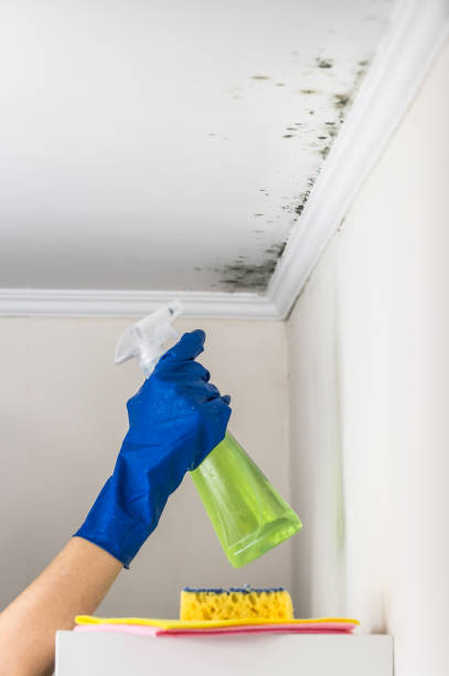 Best Commercial Mold Removal  in East Grand Rapids, MI