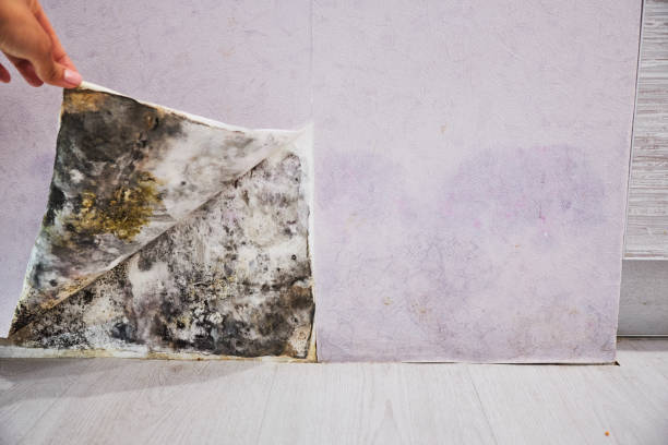 Best Home Mold Removal  in East Grand Rapids, MI